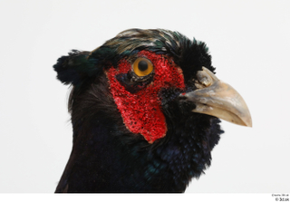 Pheasant  2 head 0014.jpg